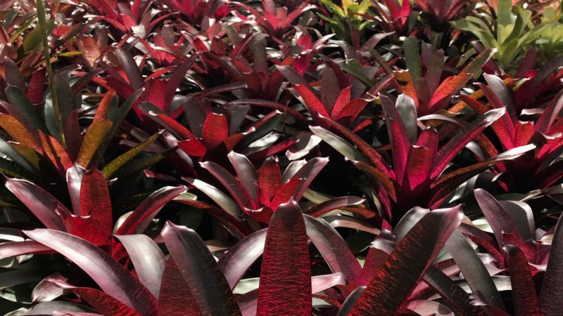 The perfect plant? Bromeliads can be ignored for months