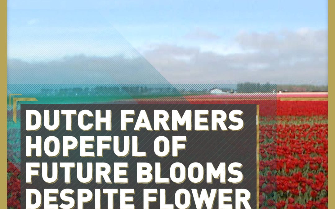 Dutch farmers hopeful of future blooms despite flower market crash