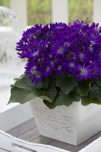 New Plant Intros and Marketing Update from Suntory Flowers