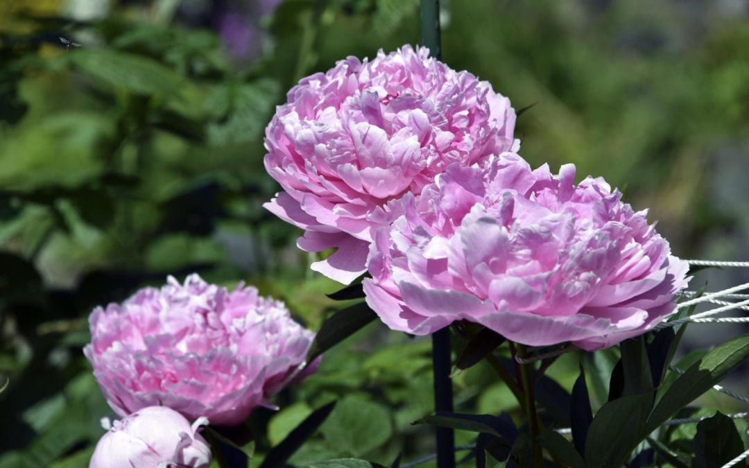Will Covid-19 mean feast or famine for Alaska’s peony growers?
