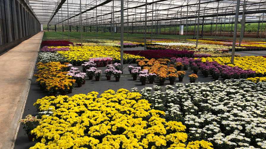 European Flower Growers Face Financial Crossroads During COVID-19