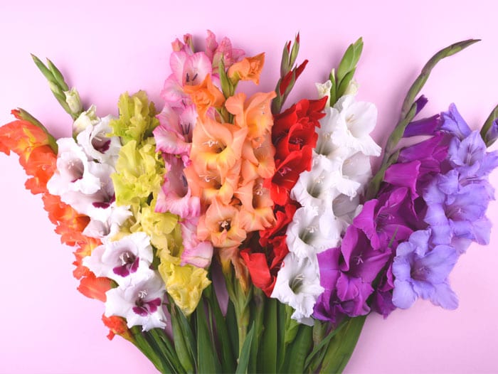 Gladiolus: the Summer Bulb of the Year