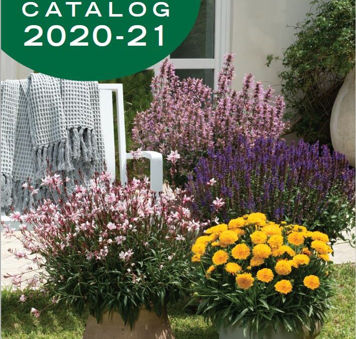 Danziger Launches its New Perennials Catalog for the 20-21 Season