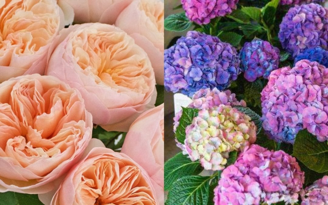 10 Most Expensive Flowers in The World