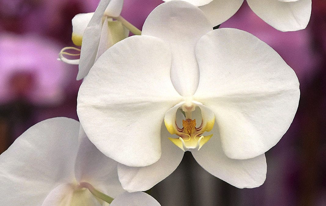Pioneering orchid grower brings beauty to the world