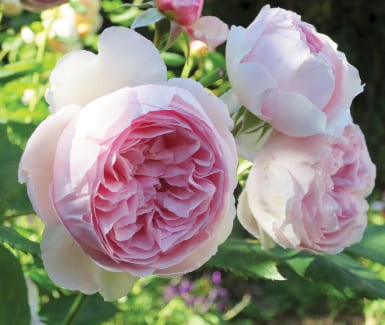 Romantic bouquet: Appreciating the beauty of the Geoff Hamilton rose