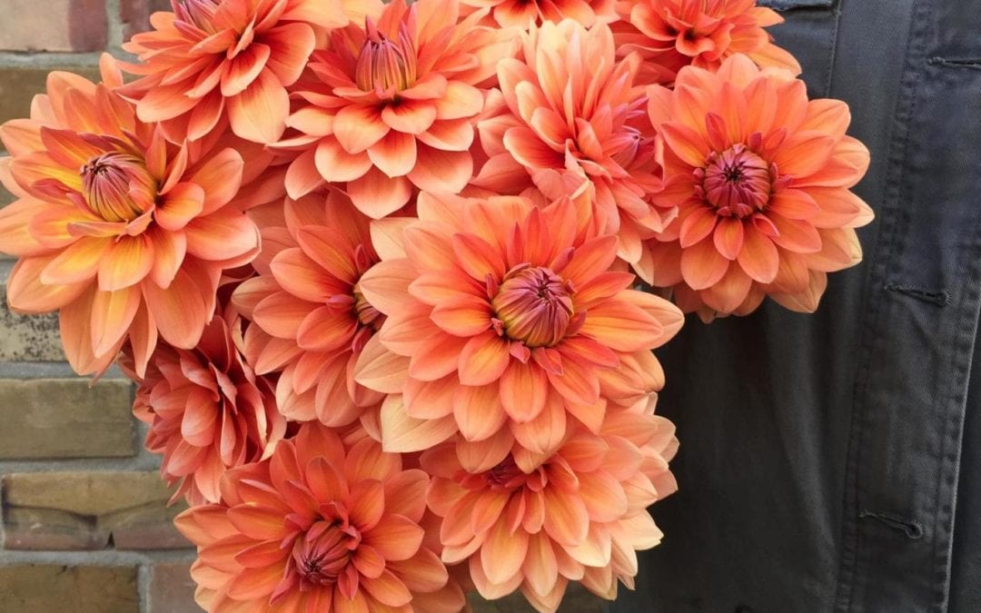 How to grow dahlias:British flowers are all the rage as the carbon footprint becomes a growing concern