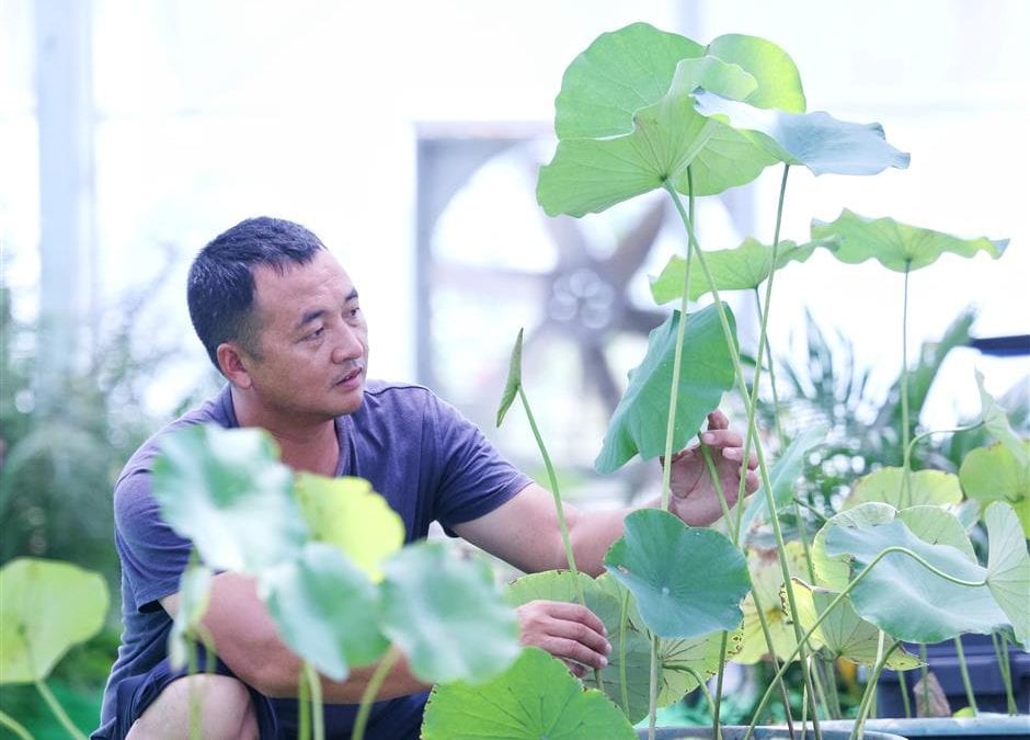 Lotus and water lilies are a breed apart in Xinbang