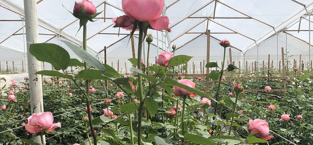Colombia’s Powerhouse Floriculture Industry
