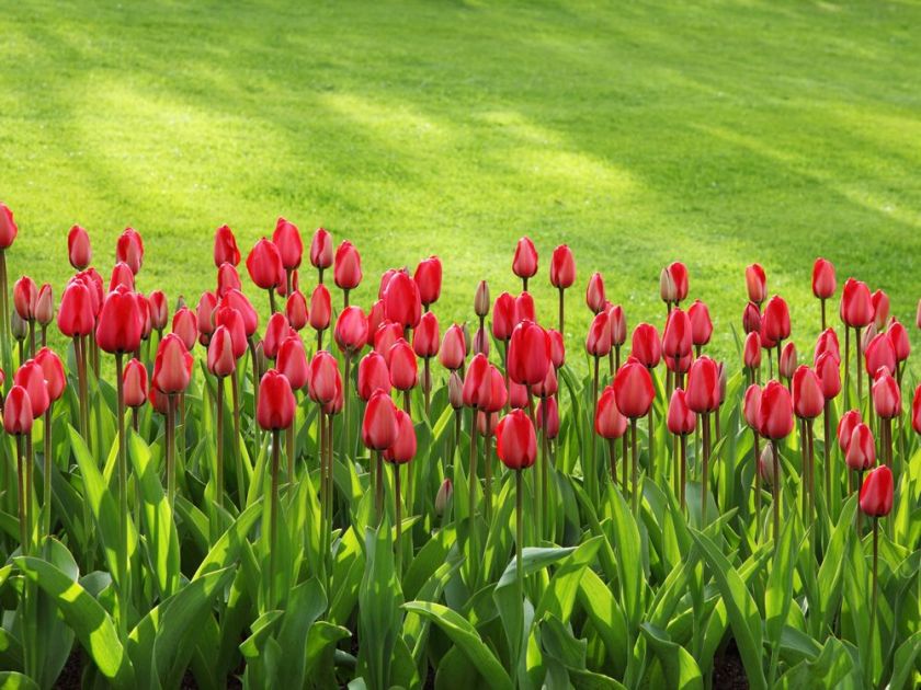 Brian Minter: Commemorative tulips