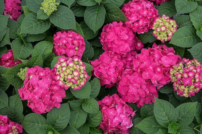 Repeat blooming plants gaining fans with plant growers and gardeners
