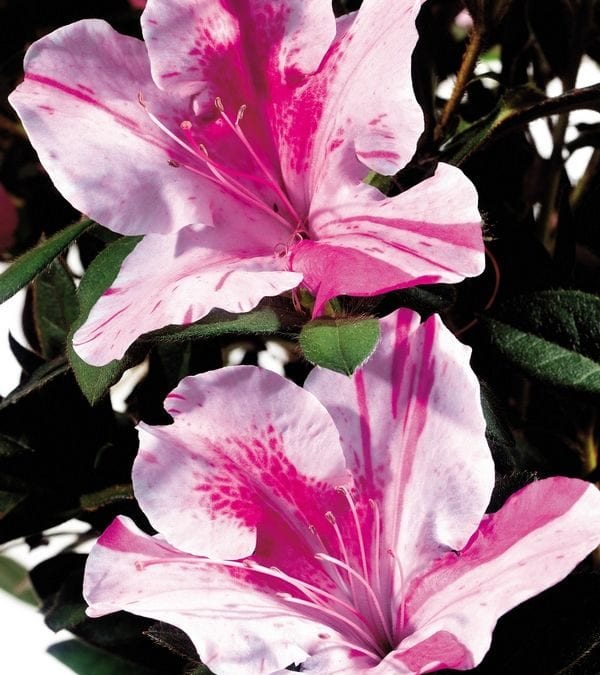 New ‘re-bloomer’ varieties extend the flowering season