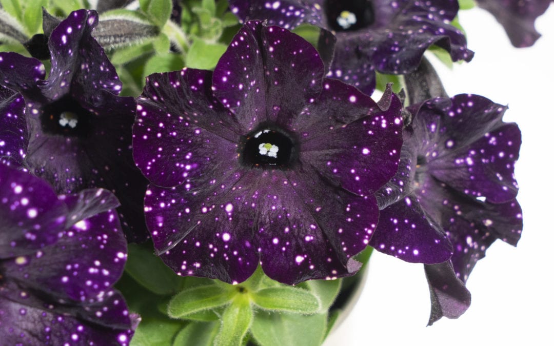 Selecta’s legendary Petunia family grows with SKYfamily