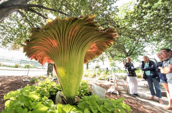 Carolus, one of Cornell’s “corpse flowers,” blooming again soon
