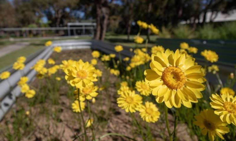 The showy everlasting daisy is endangered, but a primary school is helping out