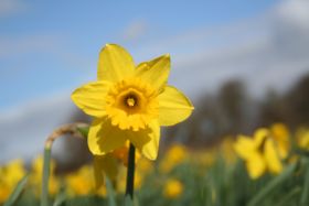 Greenyard divests UK flower biz to Yellow Holdings