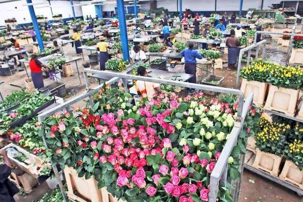 Kenya’s flower industry can retain its global lustre