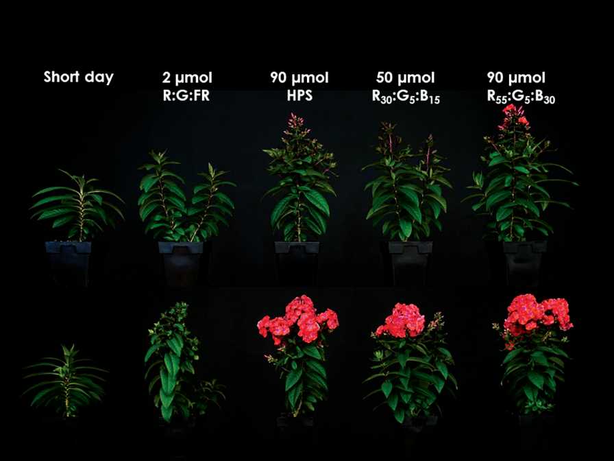 How to Force Long-Day Perennials into Flower with High-Intensity LEDs