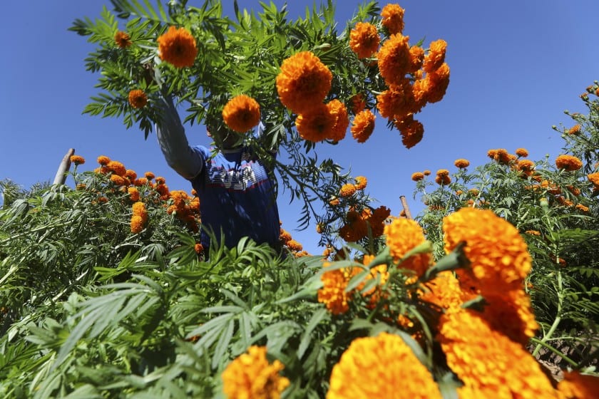 Marigold harvest a gift to workers who have kept Mellano blooming for 50 years