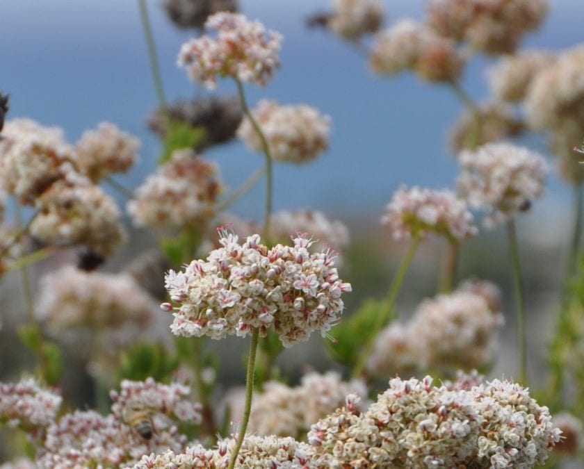 Giving away free buckwheat plants to help save the butterflies in Orange County
