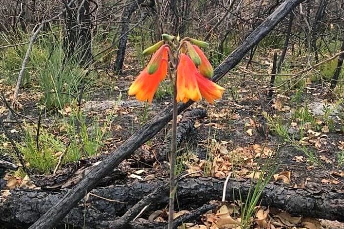 Bushfire-ravaged community embrace blooming wildflowers as symbol of hope