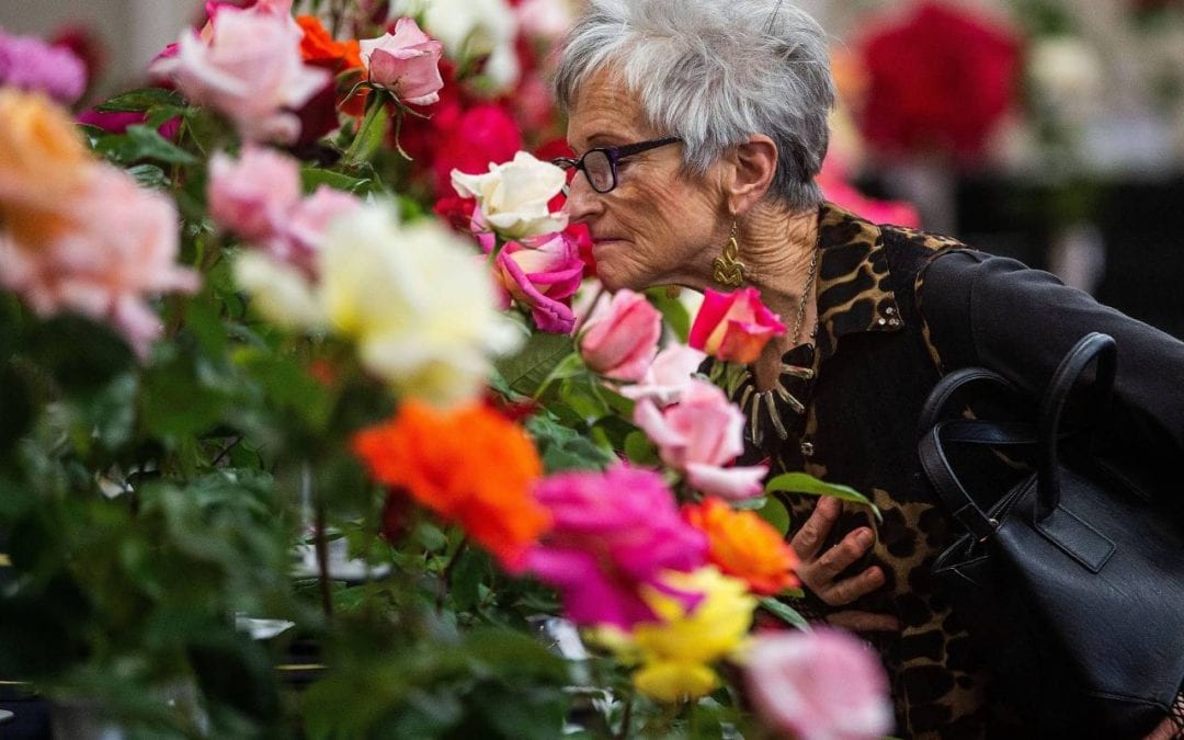Top rose of 2019 will be named at Palmerston North trial grounds