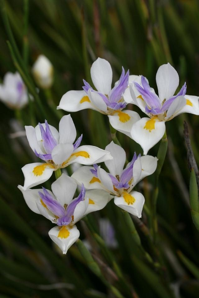 From the Extension Tropical bulbs perform beautifully in Lake Super