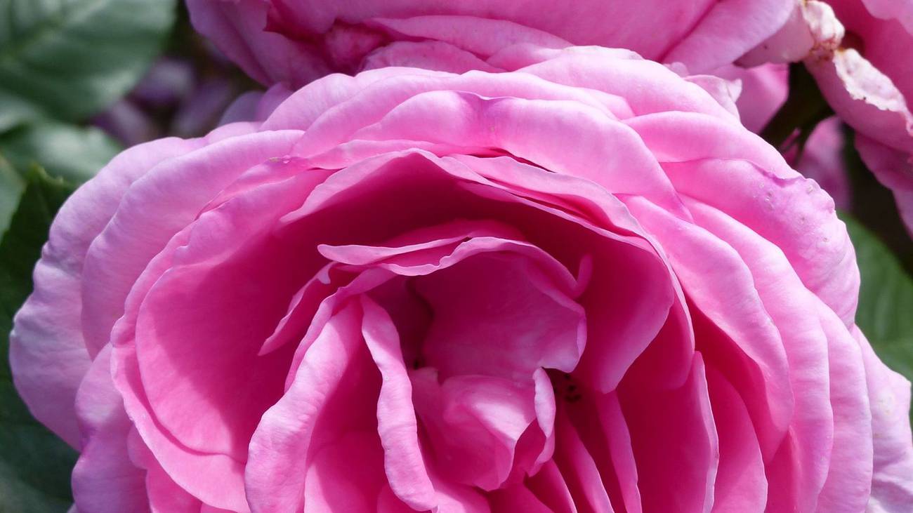 Roses coming into full bloom now Super Floral