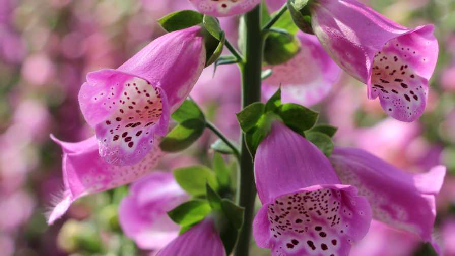 Promising Perennials You Need to Know About for 2020