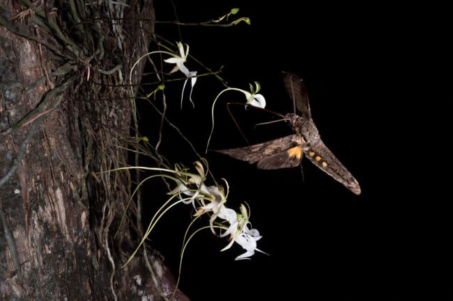 Searching for the Ghost Orchids of the Everglades