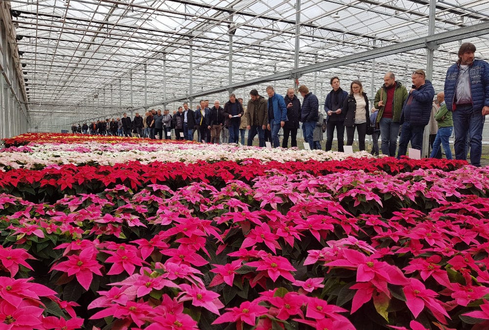 Selecta one showcases new poinsettia varieties at Emsflower and Floripartner