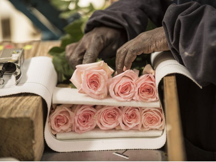 Parfum Flower Company Compensates the CO2 of All Roses From the Tambuzi Farm that they Import From Kenya to the Netherlands