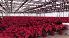‘We’re pretty festive,’ greenhouse grower says of 50,000 poinsettias