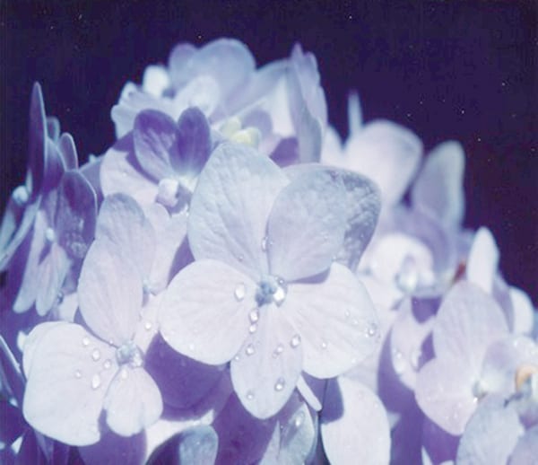 Hydrangeas: Whopper of a bloomer