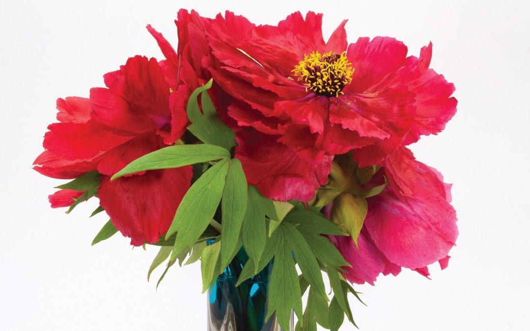 Here’s how to extend the vase life of your flowers