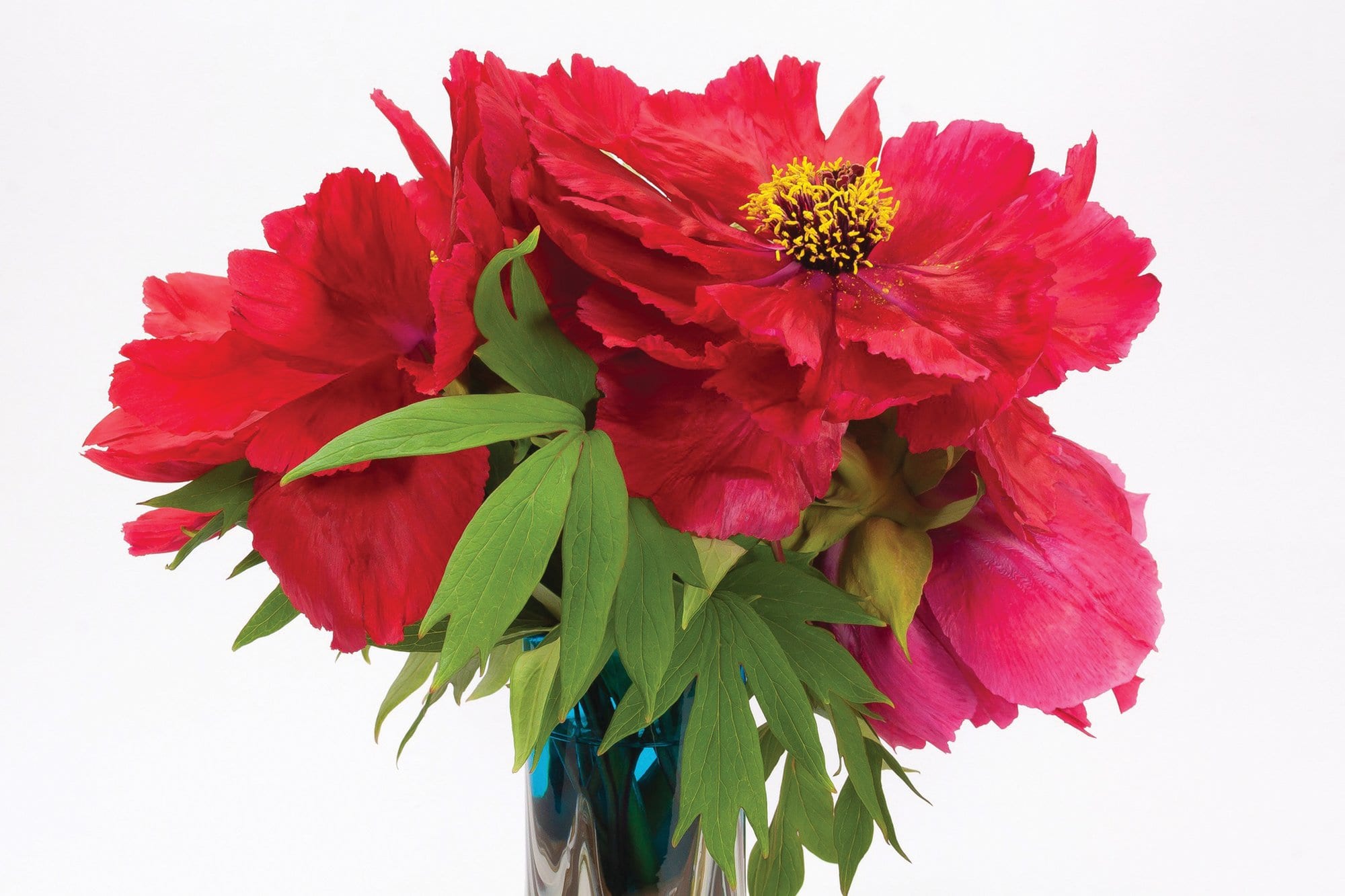 Here’s how to extend the vase life of your flowers Super Floral