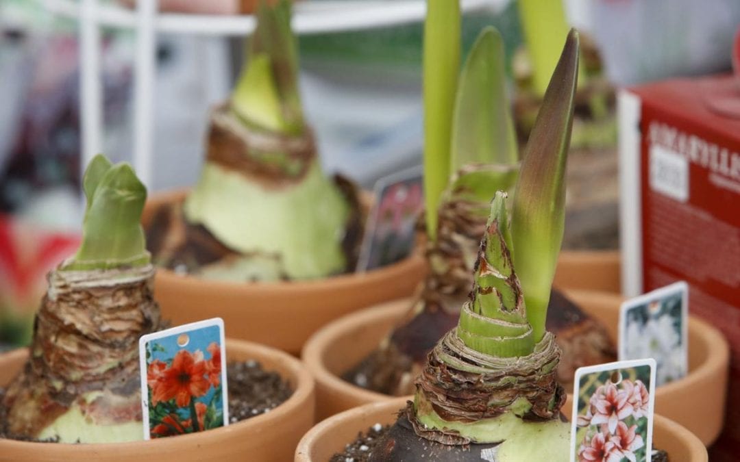 Growing Together: Christmas gifts for gardeners