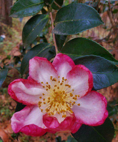 Camellias at Christmas time