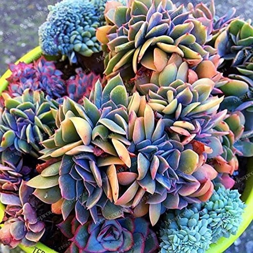 Succulent Plant Market Overview and Scope, Forecast 2019 to 2025