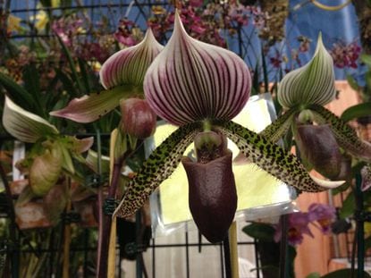 Country’s biggest orchid festivals coming to South Florida in January