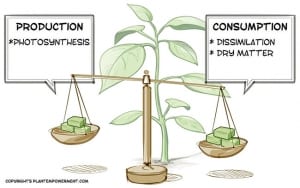 Empowering plants: Balancing biochemistry