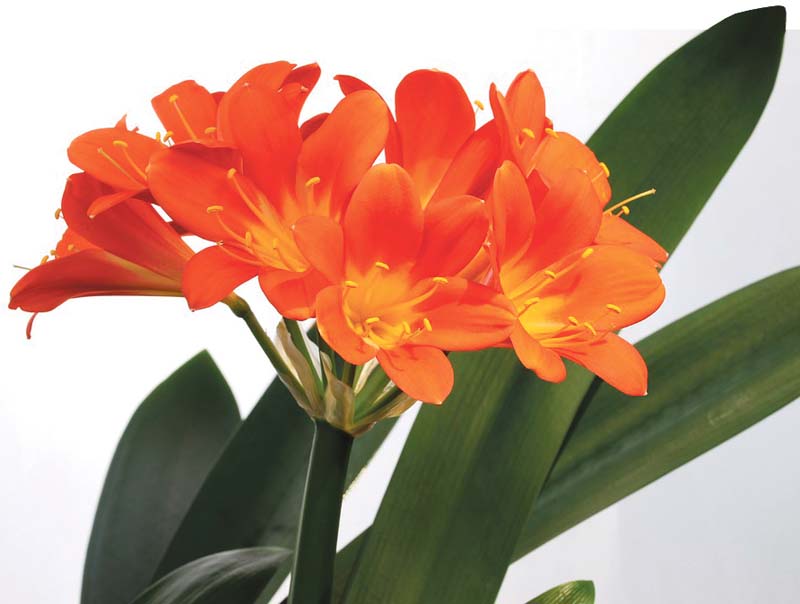 An Introduction To Clivia Breeding