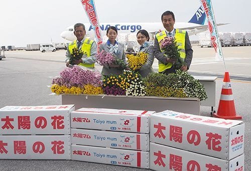Okinawa welcomes peak chrysanthemum season as supplier of the New Year’s staple