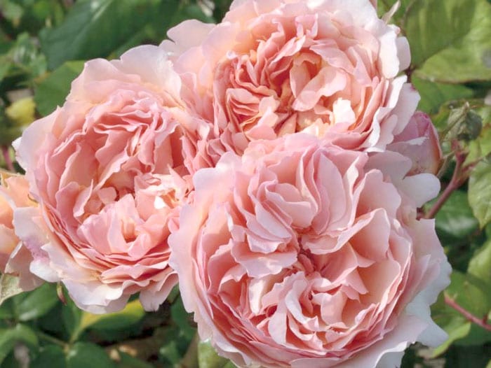 Star Roses and Plants Wins Four Awards from the 2020 American Garden Rose Selections Testing Program