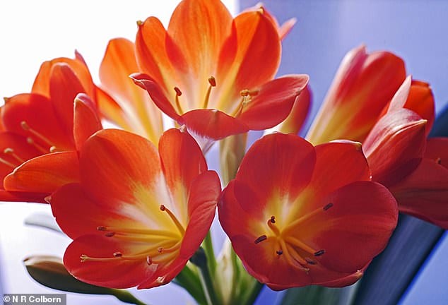 A tangerine dream: Cheery clivias are the ideal indoor plants to brighten up winter days