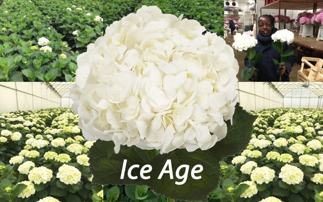 Blooming Innovations Supplies White Ice Age From Kenya