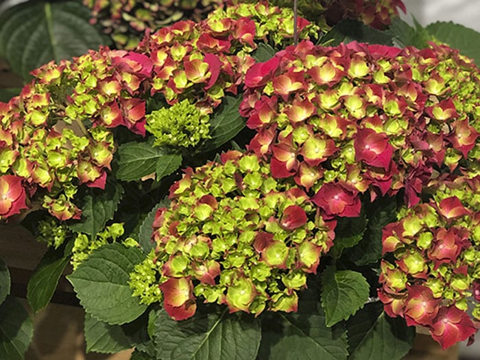 Syngenta Flowers to exclusively sell and market HI Breeding Hydrangea in the US and Canada