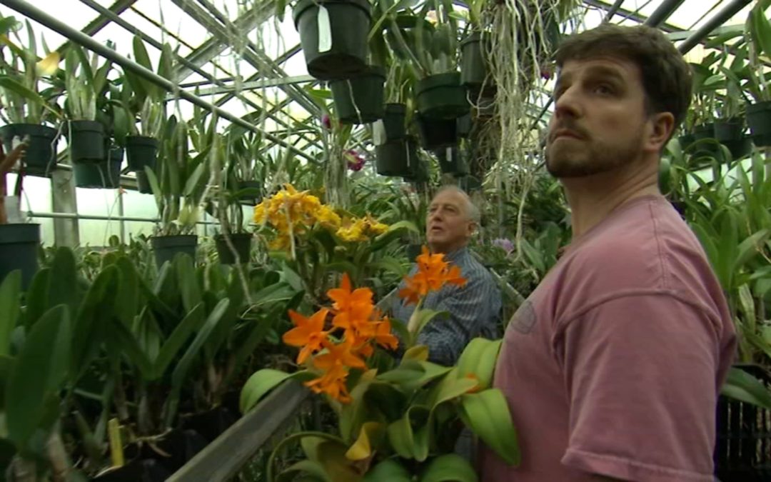 Off family, Waldor Orchids blooming at Philadelphia Flower Show for over 90 years