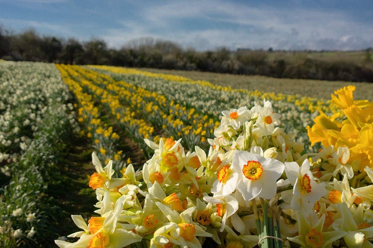 Welsh Daffodil Farmers Gear up for St David’s Day