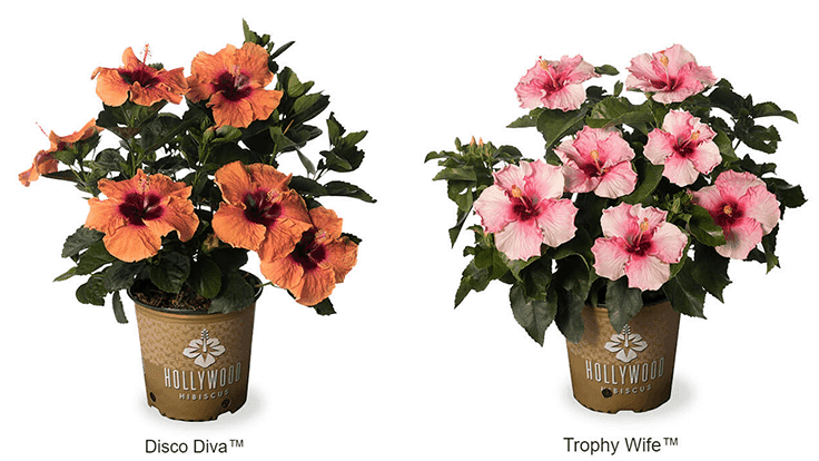 J. Berry introduces two new Hollywood Hibiscus varieties